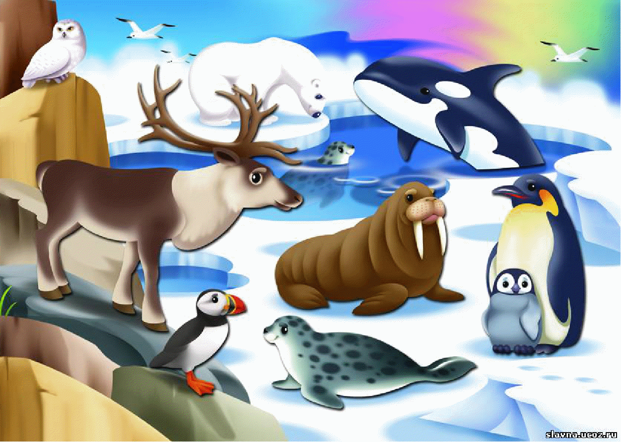 Животный мир весной старшая группа. Северный полюс Арктика животные. Полярные животные для детей. Дикие животные севера. Животные Арктики для детей.
